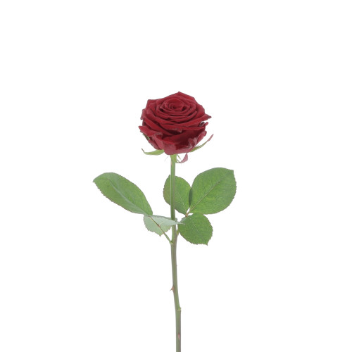 Rose Red Eagle Rouge - 60cm Fleurs brassées caliptus