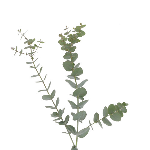 Eucalyptus cinéraire - 50-60cm Fleurs brassées caliptus