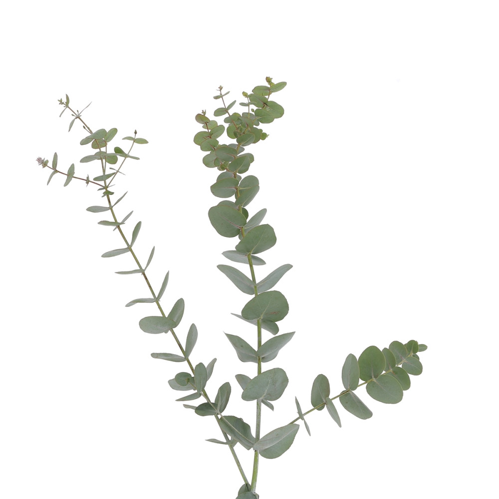 Eucalyptus cinéraire - 50-60cm Fleurs brassées caliptus