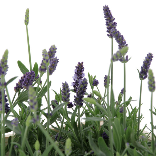 Lavande Plantes extérieures caliptus