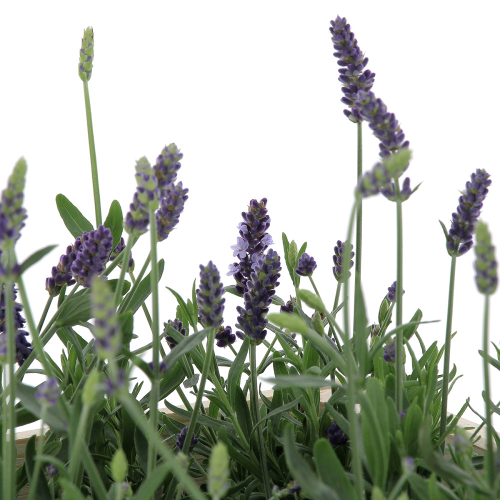 Lavande Plantes extérieures caliptus