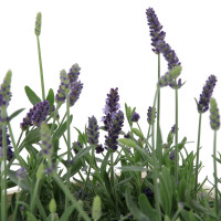 Lavande Plantes extérieures caliptus