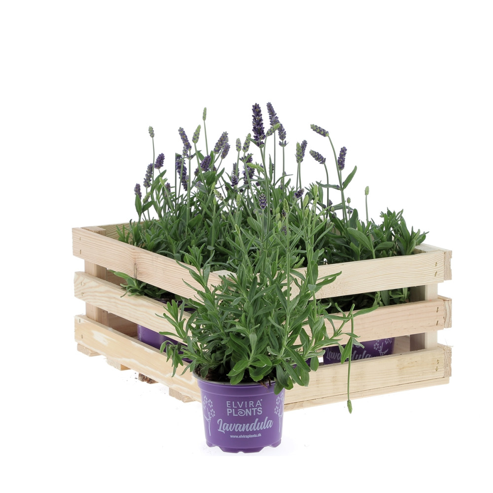 Lavande Plantes extérieures caliptus