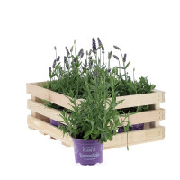 Lavande Plantes extérieures caliptus