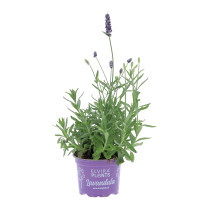 Lavande Plantes extérieures caliptus