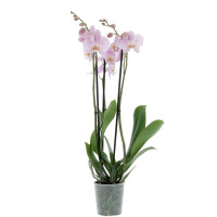 Orchidée Rose avec sac Plantes intérieures caliptus