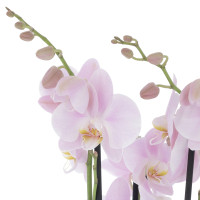 Orchidée Rose avec sac Plantes intérieures caliptus