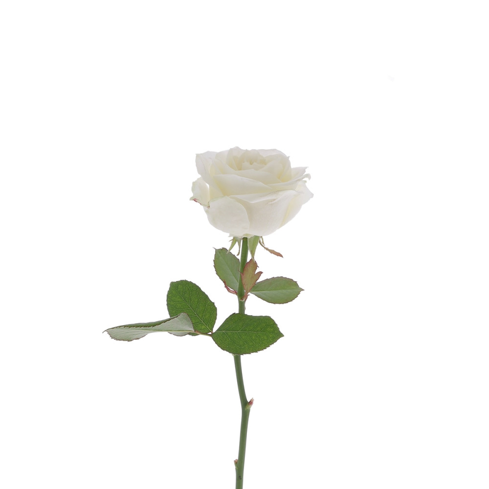 Rose Avalanche Blanche - 60cm Fleurs brassées caliptus