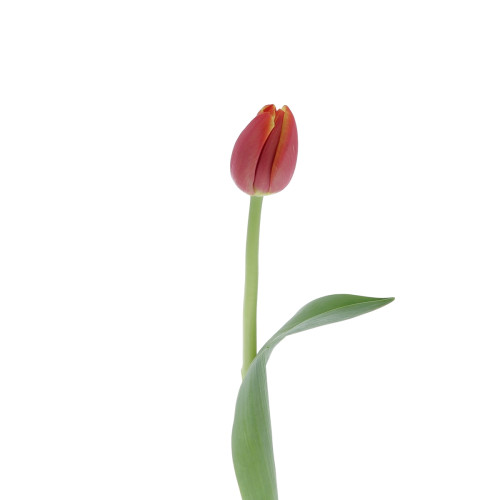 Tulipe Orange - 40cm Fleurs brassées caliptus