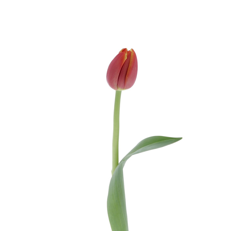 Tulipe Orange - 40cm Fleurs brassées caliptus