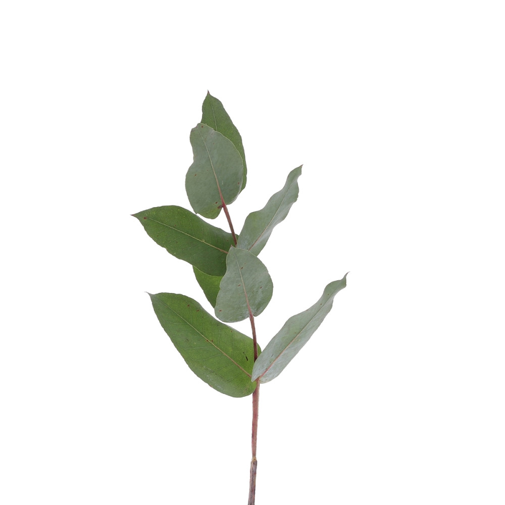 Eucalyptus Robusta à la tige Fleurs brassées caliptus