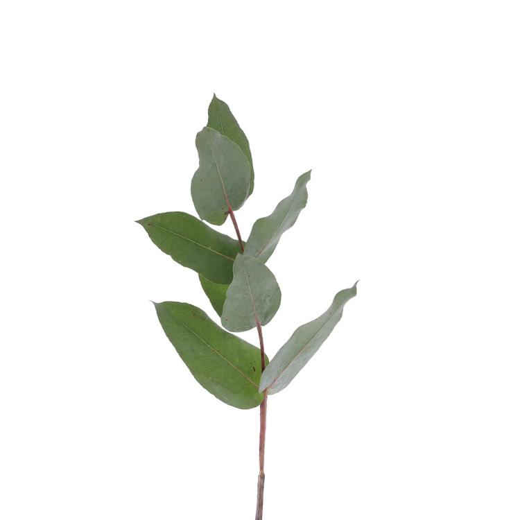 Eucalyptus Robusta à la tige Fleurs brassées caliptus