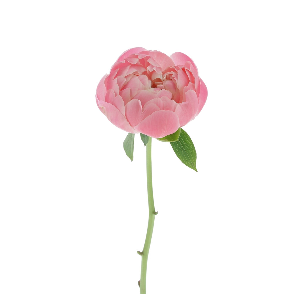 Pivoine Coral Charm - 60cm Fleurs brassées caliptus