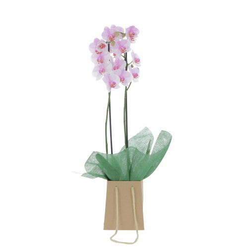 Orchidée Rose avec sac Plantes intérieures caliptus