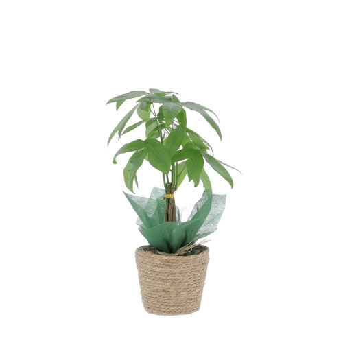 Pachira avec cache pot Plantes intérieures caliptus