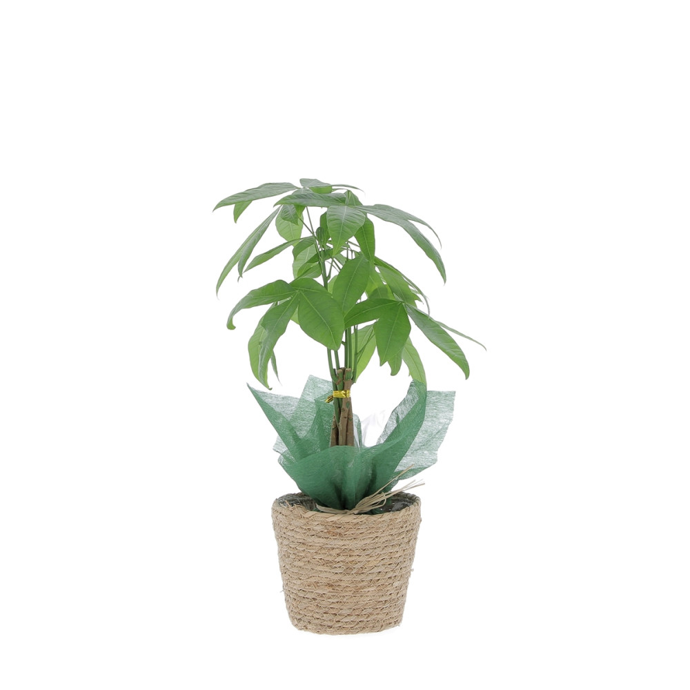 Pachira avec cache pot Plantes intérieures caliptus