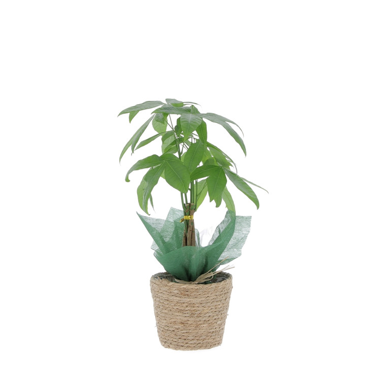 Pachira avec cache pot Plantes intérieures caliptus