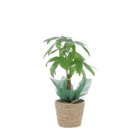Pachira avec cache pot Plantes intérieures caliptus