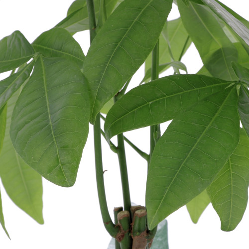 Pachira avec cache pot Plantes intérieures caliptus