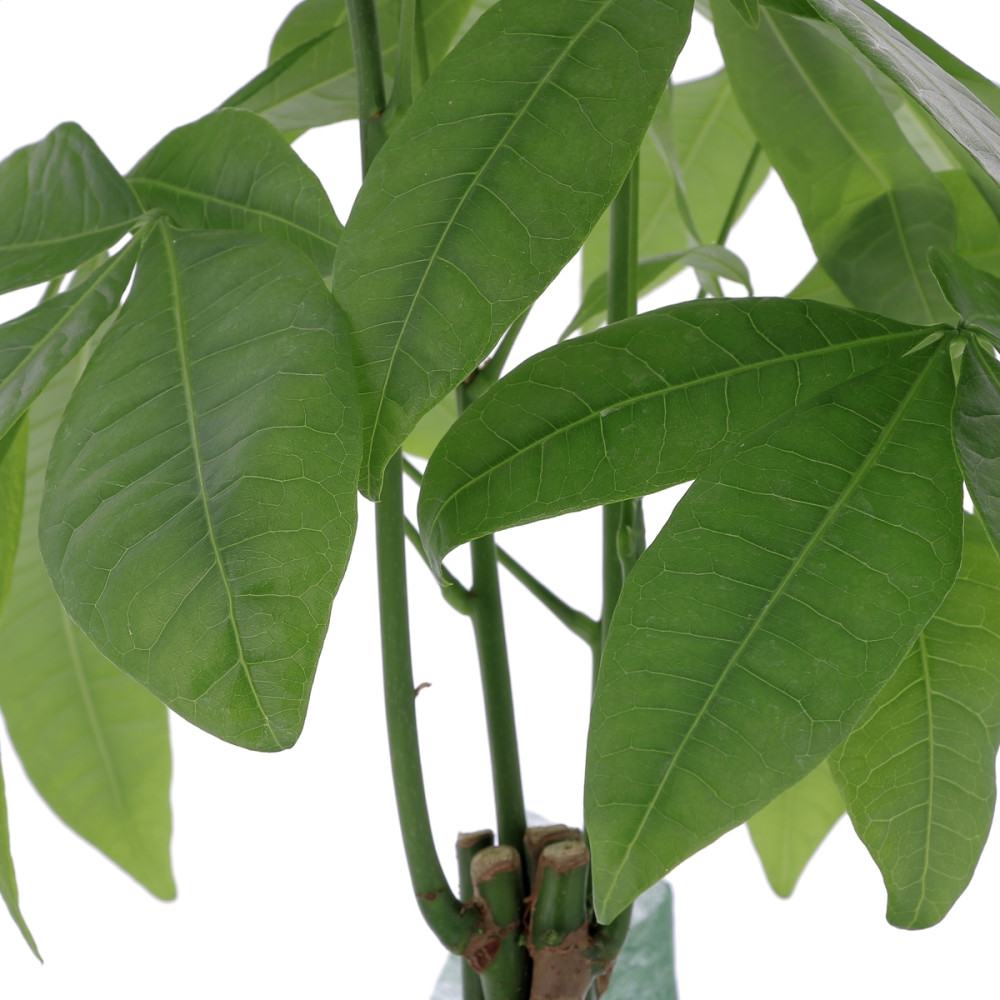 Pachira avec cache pot Plantes intérieures caliptus