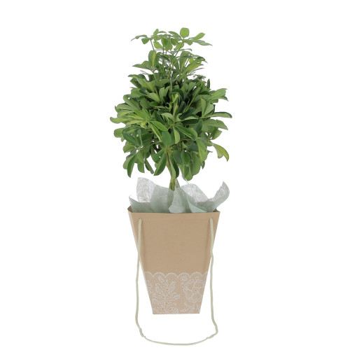 Schefflera avec sac Plantes intérieures caliptus