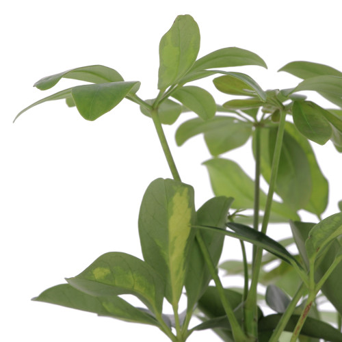 Schefflera avec sac Plantes intérieures caliptus