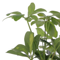 Schefflera avec sac Plantes intérieures caliptus