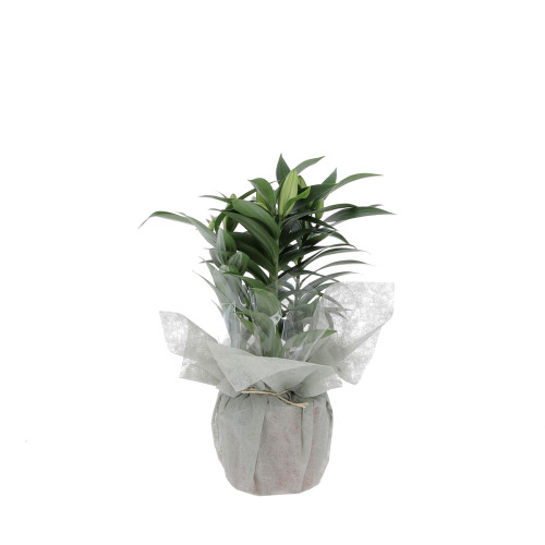 Lys Oriental Plantes extérieures caliptus