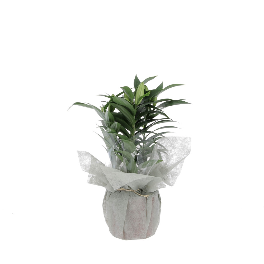 Lys Oriental Plantes extérieures caliptus