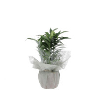 Lys Oriental Plantes extérieures caliptus