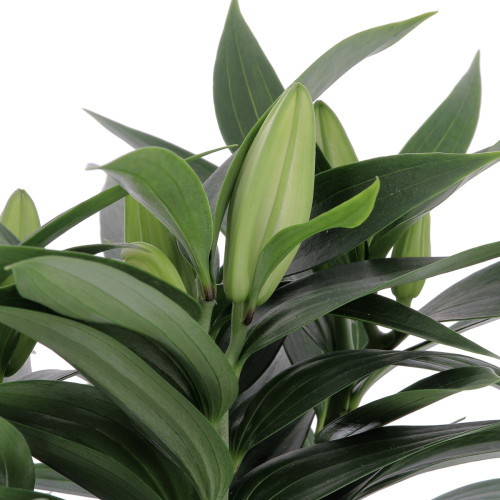 Lys Oriental Plantes extérieures caliptus