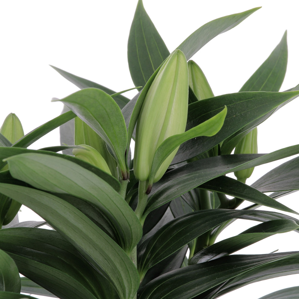 Lys Oriental Plantes extérieures caliptus