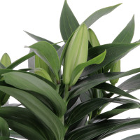 Lys Oriental Plantes extérieures caliptus