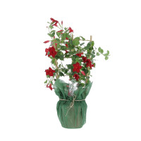Mandevilla Plantes caliptus