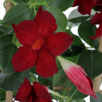 Mandevilla Plantes caliptus