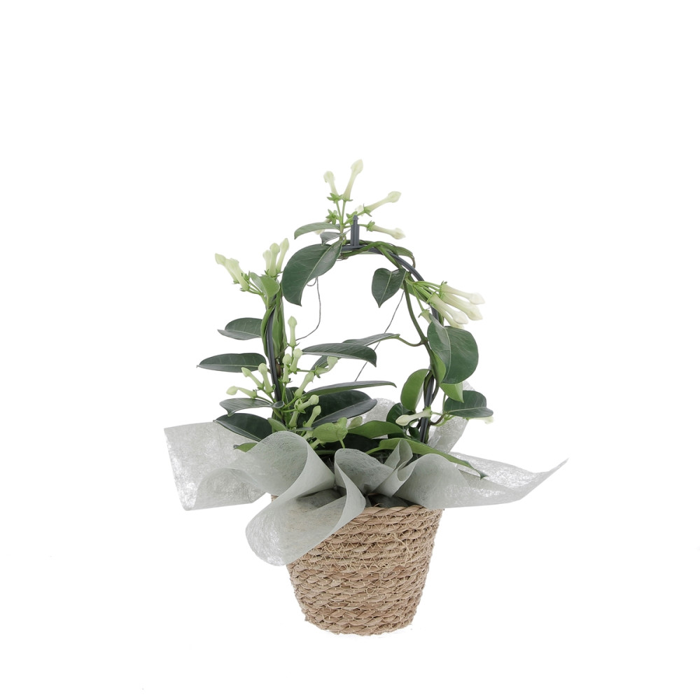 Stephanotis avec cache pot Plantes intérieures caliptus