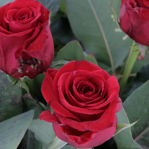 Bouquet Amour Roses rouges Abonnement caliptus
