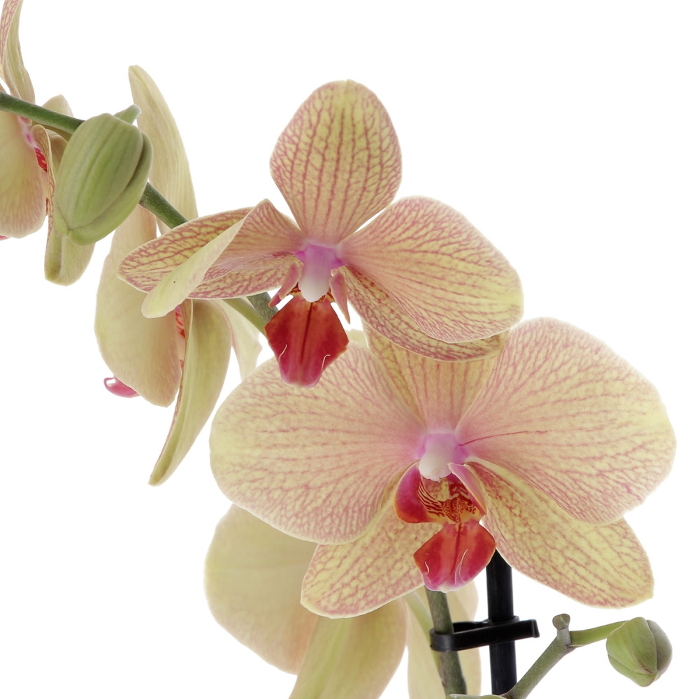 Plante Promo Semaine Accueil caliptus