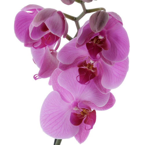 Plante Promo Semaine Accueil caliptus