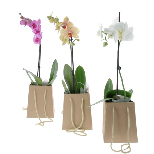 Plante Promo Semaine Accueil caliptus