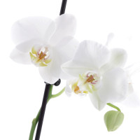 Plante Promo Semaine Accueil caliptus
