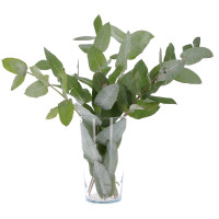 Eucalyptus Robusta à la tige Fleurs brassées caliptus