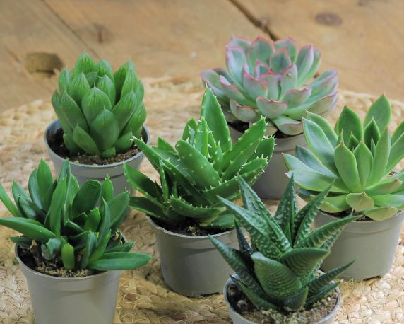Plantes d'intérieur